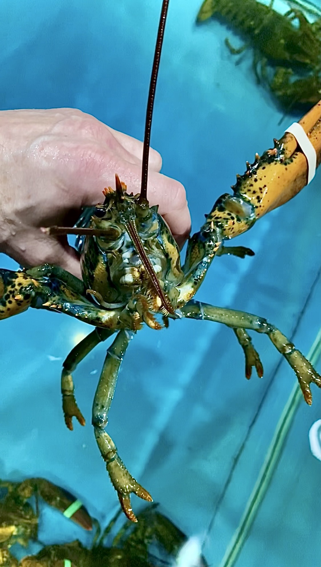 Lobster 100 g