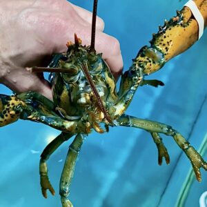 Lobster 100 g